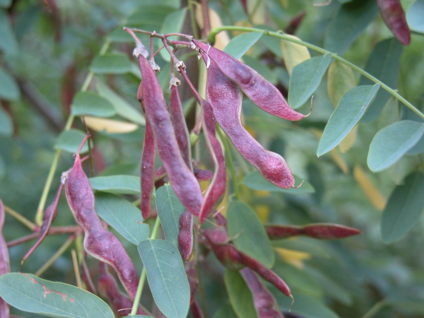 Acacia, False, Black Locust fruit